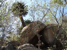 some rocks and trees on a sunny day