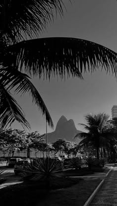 a black and white photo of a palm tree in front of a building with a mountain in the background