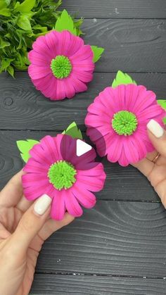 three pink flowers with green centers are being held by someone's hands on a table