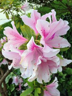 pink flowers are blooming in the garden