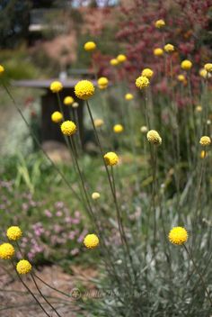 yellow flowers are growing in the garden