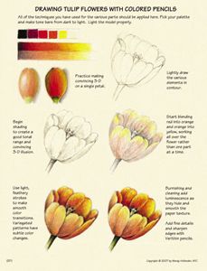 a drawing of flowers with colored pencils on paper, including tulips and other flowers