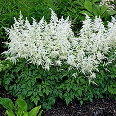 some white flowers are growing in the grass