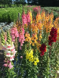 colorful flowers growing in a garden next to a fence