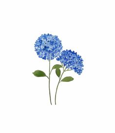 two blue flowers with green leaves on a white background