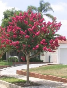 a tree with pink flowers in front of a house