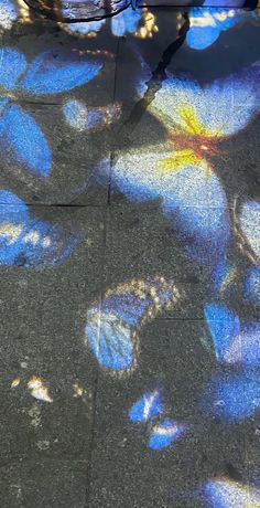 blue butterflies are projected on the ground with their shadows