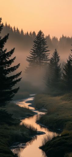 a river running through a lush green forest covered in fog and low lying pine trees