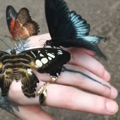 two butterflies sitting on someone's hand while they are being held by their fingers