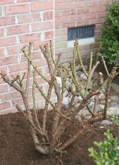 there is a small tree in the front yard