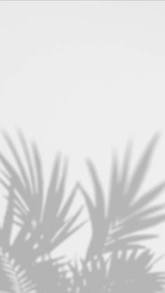 the shadow of a palm tree on a white wall with a black and white background