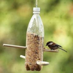 a bird is perched on a bottle filled with birdseed