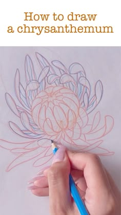 someone is drawing a flower with colored pencils on the paper and text reads, how to draw a chrysanthemum