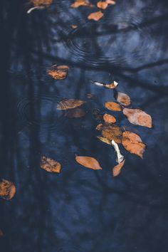 leaves floating on the water in a pond