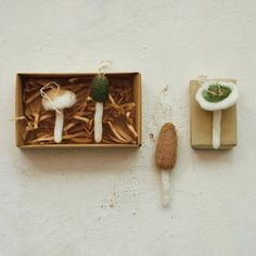 two different types of mushrooms in a box on the wall next to each other,