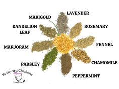 an image of different spices labeled in the shape of a flower on a white background