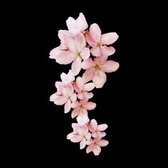 some pink flowers on a white background