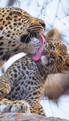 King Of The Forest, Baby Leopard, Image Chat, Beautiful Beautiful, Majestic Animals, Baby Animals Funny, African Animals, Leopards, Sweet Animals