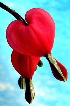 a red heart shaped flower hanging from a branch