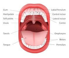 Teeth Diagram, Mouth Anatomy, Human Mouth, Soft Palate, Snoring Remedies, Sistem Pencernaan, Reflexology Chart, Stop Snoring, How To Stop Snoring