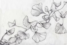 a pencil drawing of some flowers on a white paper with watercolor pen and ink