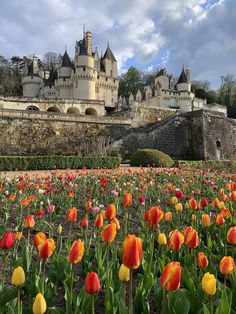 tulips blooming in front of an old castle