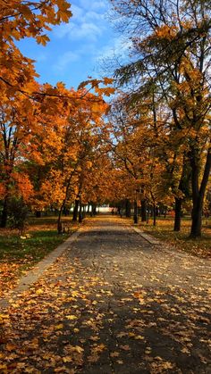 an empty road surrounded by trees with leaves on the ground