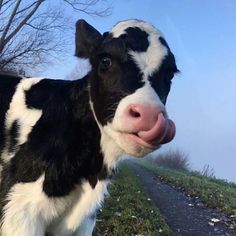 a black and white cow standing on top of a grass covered field next to a road