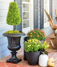 several potted plants are sitting on the front porch