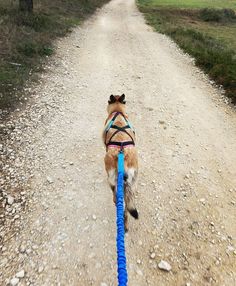 a dog walking down a dirt road with a blue leash on it's back