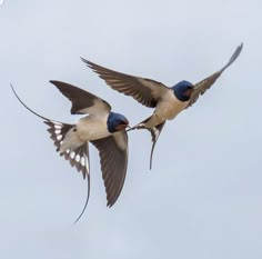 two birds are flying in the sky together