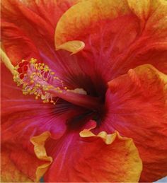 an orange and red flower with yellow stamens