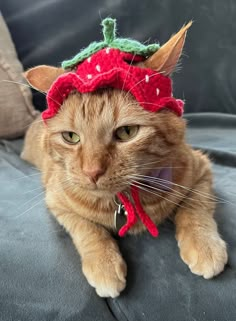 an orange cat wearing a strawberry hat on top of it's head