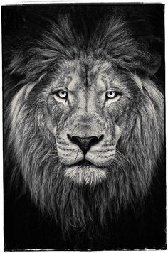 a black and white photo of a lion