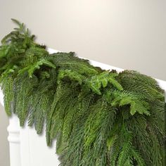 a green plant growing on the side of a white wall next to a radiator