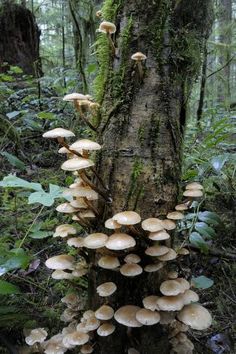 a group of mushrooms growing on the side of a tree