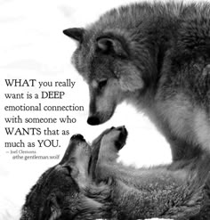 two gray wolfs laying next to each other with a quote from the german wolf