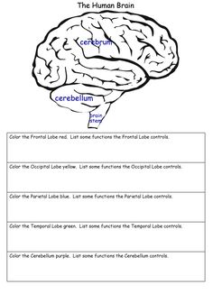 the human brain worksheet is shown in black and white, with words below it