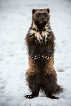 a brown and black animal standing on its hind legs in the snow with it's paws up