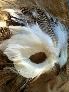 a bird with white feathers on it's head