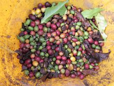 a bunch of coffee beans on the ground