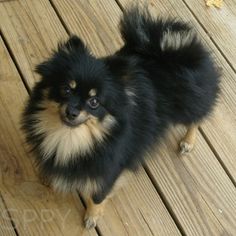 a small black and brown dog sitting on top of a wooden deck