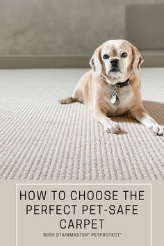 a dog laying on the floor with text overlay that says how to choose the perfect pet - safe carpet