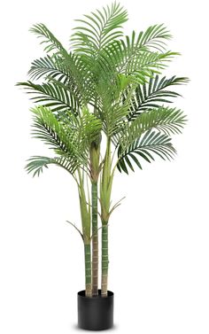 a palm tree in a black pot on a white background