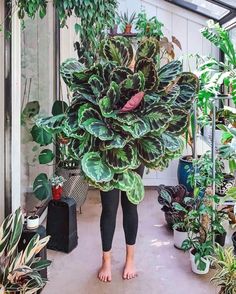 a person holding a large potted plant in the middle of a room filled with houseplants