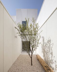 a small tree sitting in the middle of a gravel area next to a white building