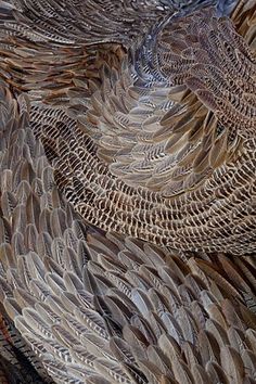 an image of many feathers that are in the shape of a bird's tail