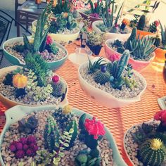 many potted plants are sitting on a table with rocks and gravel in front of them