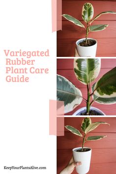 three images showing how to care for a variegated rubber plant