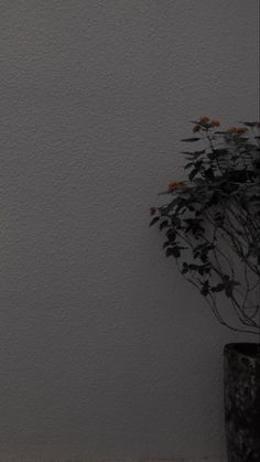 a cat sitting on the floor next to a potted plant in front of a white wall